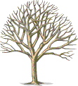 a tree, a universal symbol for genealogy